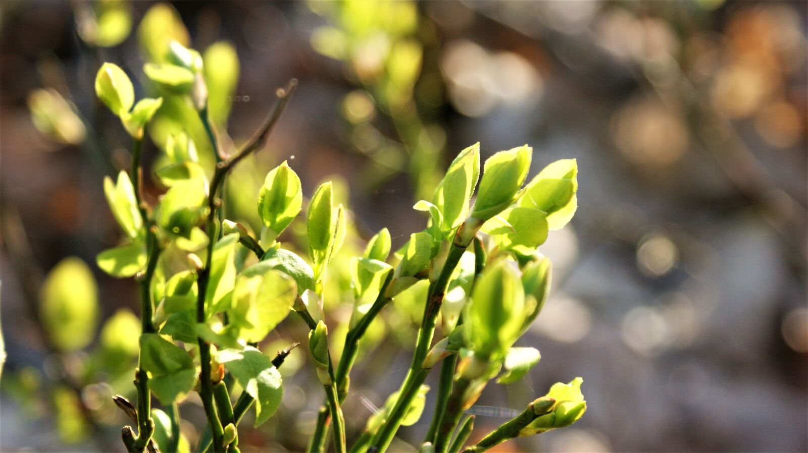 Sony Alpha DSLR-A350 sample photo. Forest, blueberry, landscape photography