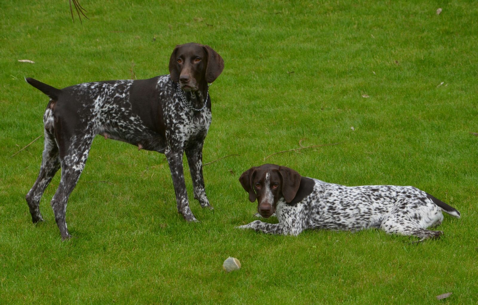 Nikon D5100 sample photo. Curchar, dogs, legal photography