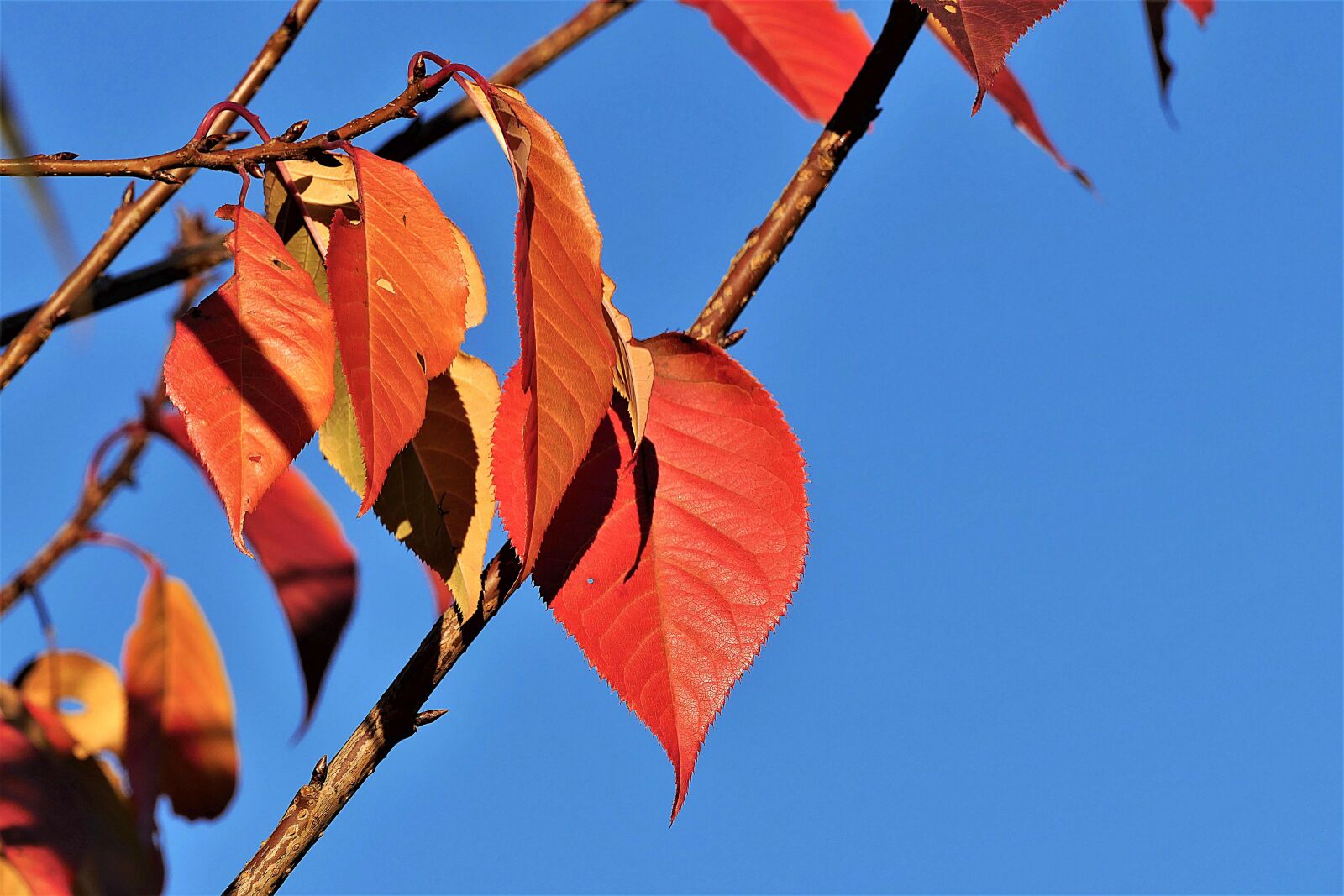 Panasonic Lumix DMC-FZ1000 sample photo. Leaves, red, autumn photography
