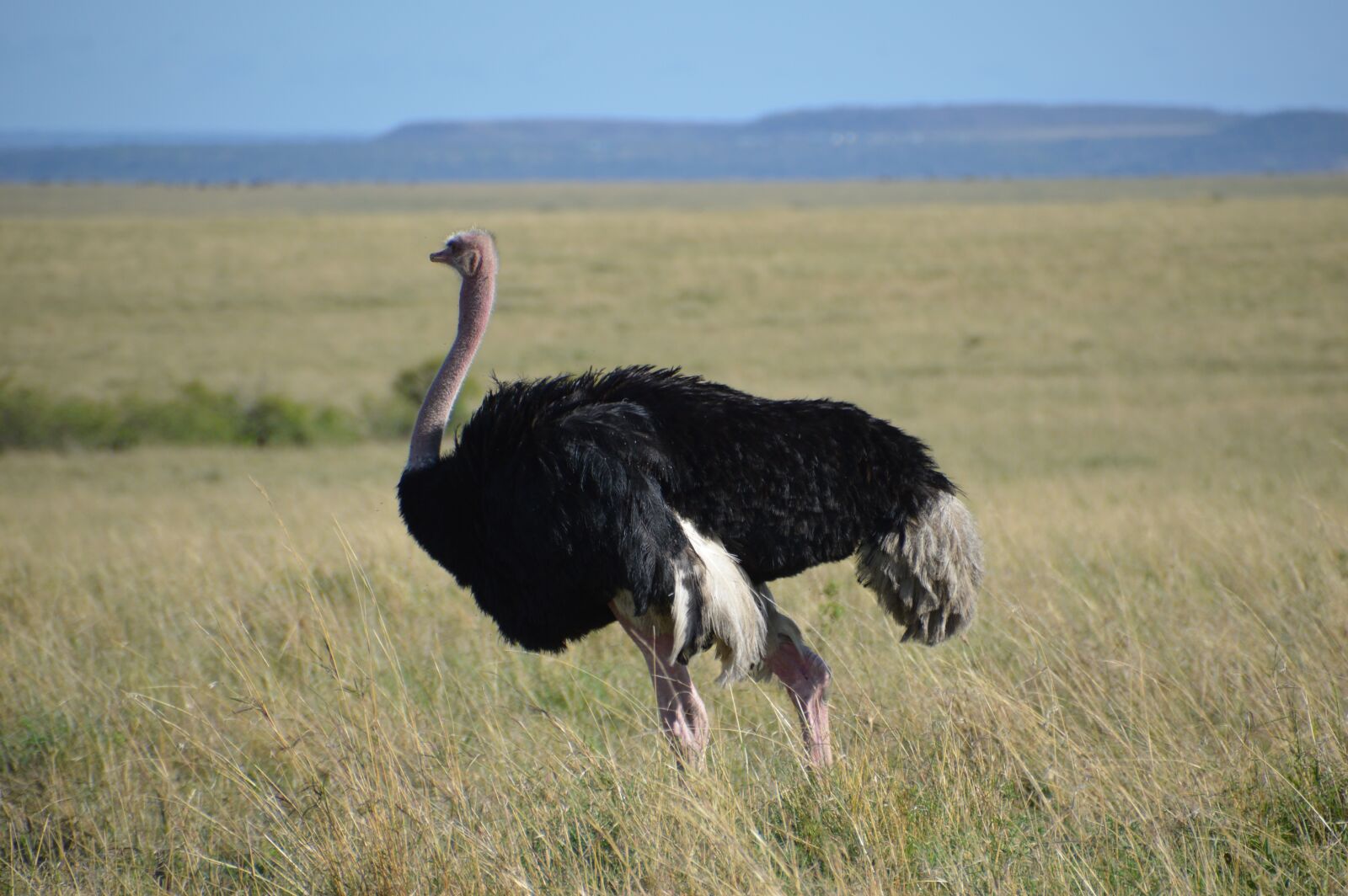Nikon D3200 sample photo. Strauss, animal, africa photography