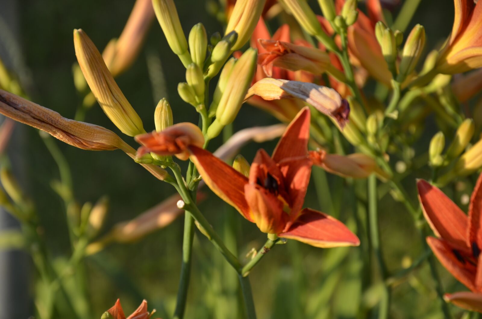 Nikon D7000 sample photo. Orange, flowers, blossom photography
