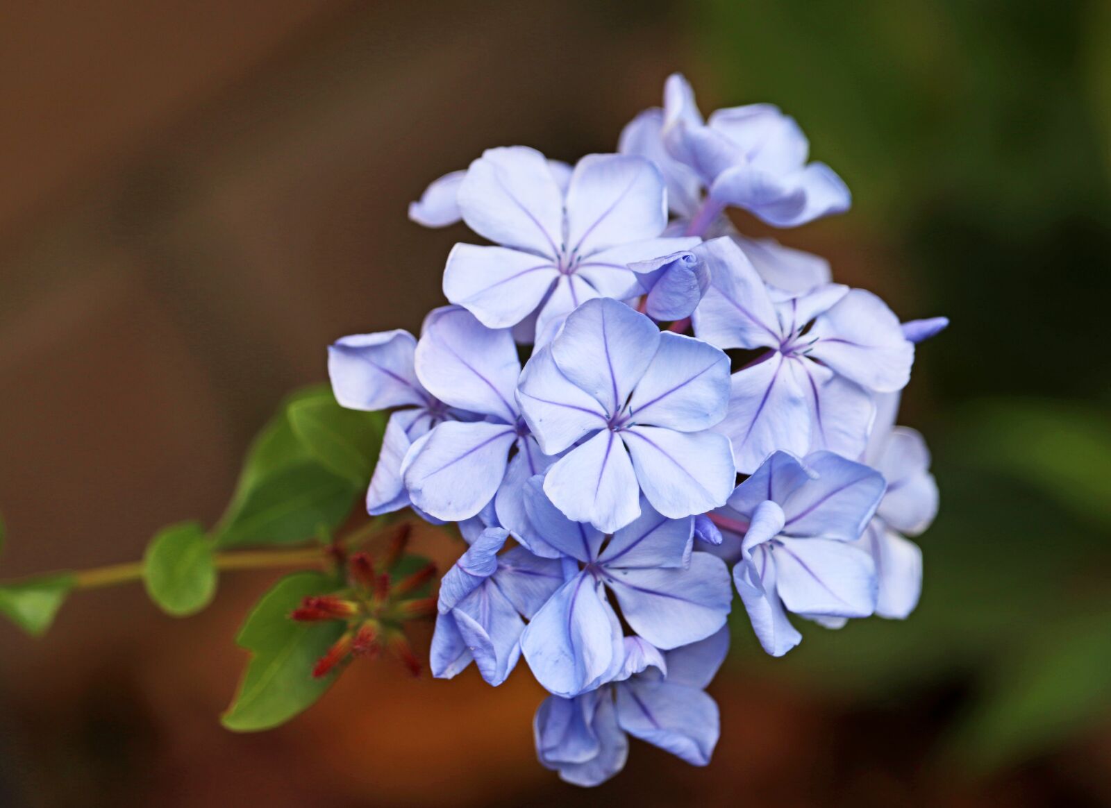 Canon EOS 800D (EOS Rebel T7i / EOS Kiss X9i) sample photo. Flower, blue, plumbago photography