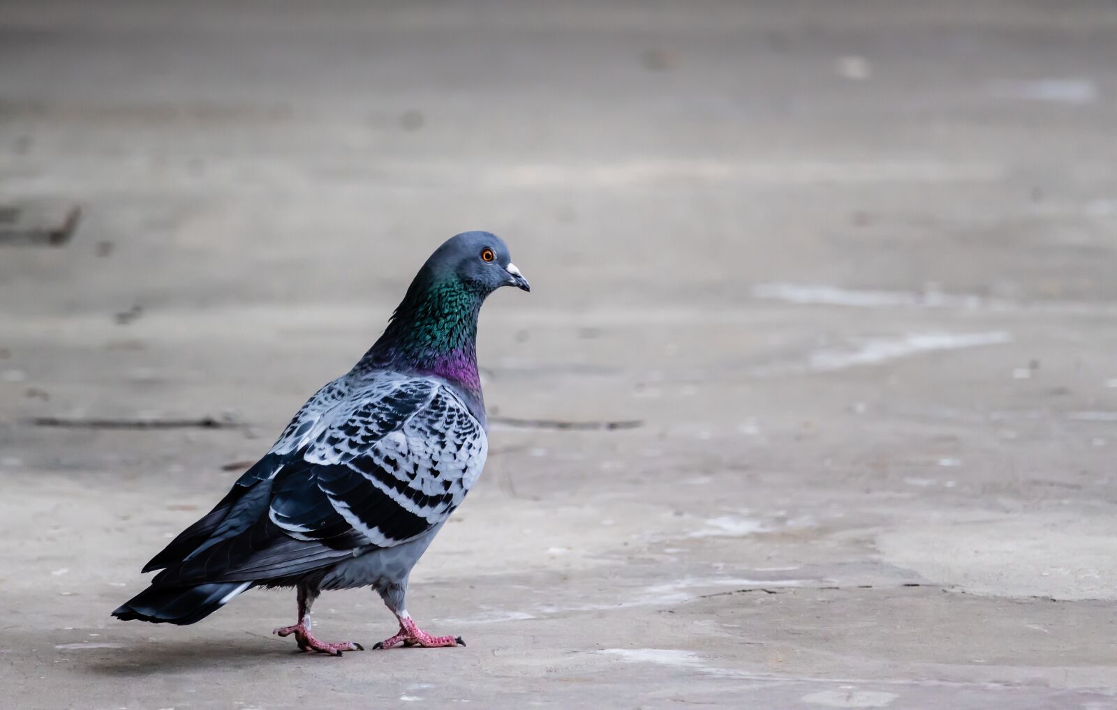 Canon EF-S 55-250mm F4-5.6 IS STM sample photo. Pigeon, bird, animal photography