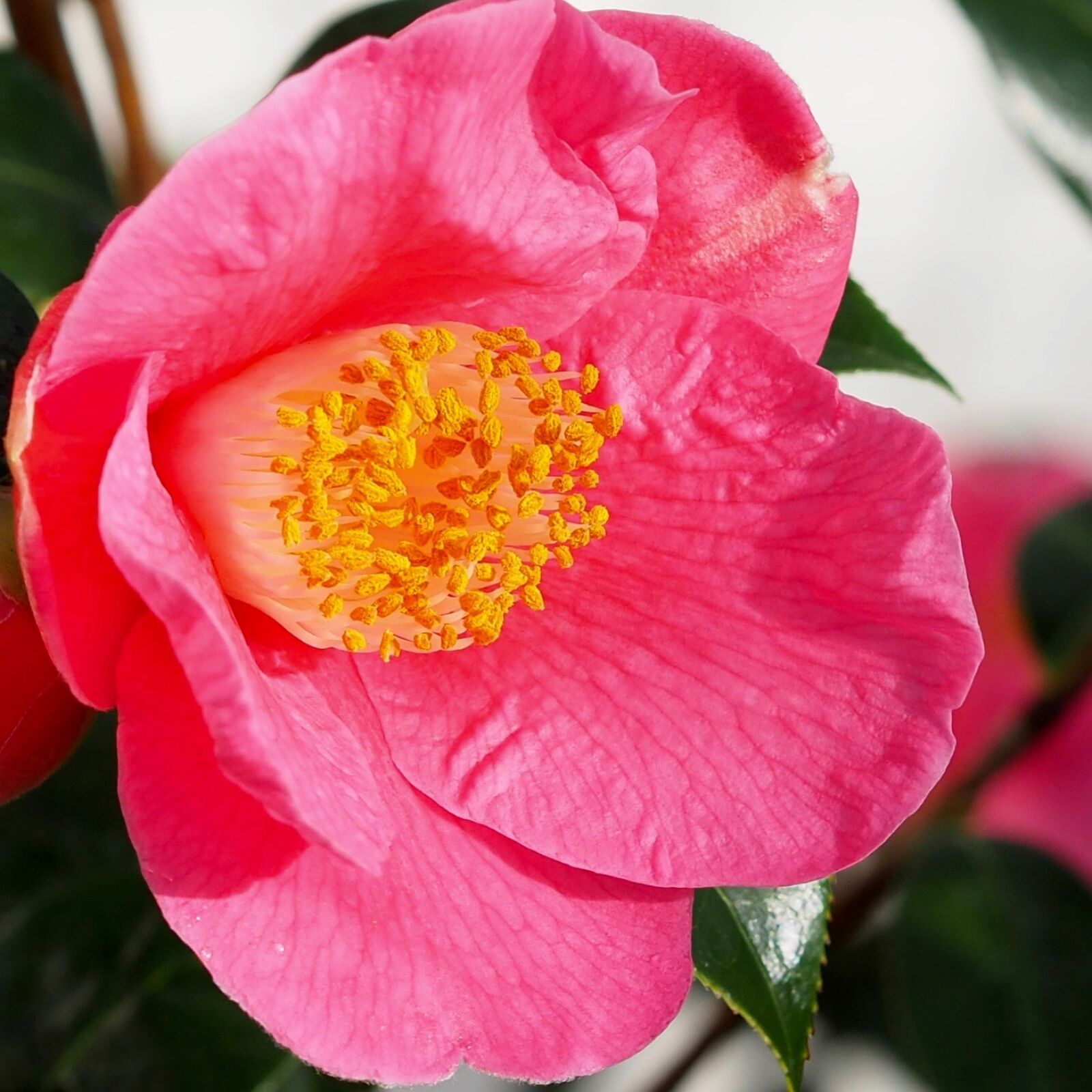 Olympus OM-D E-M5 II sample photo. Camellia, square photography