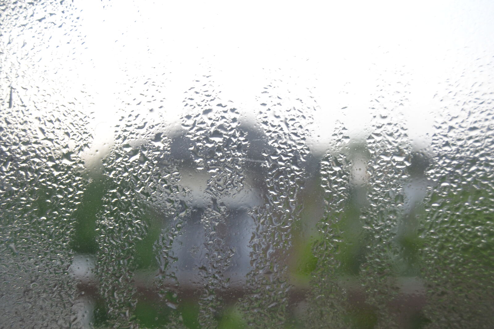 Nikon D3100 sample photo. Morning, nature, photography photography