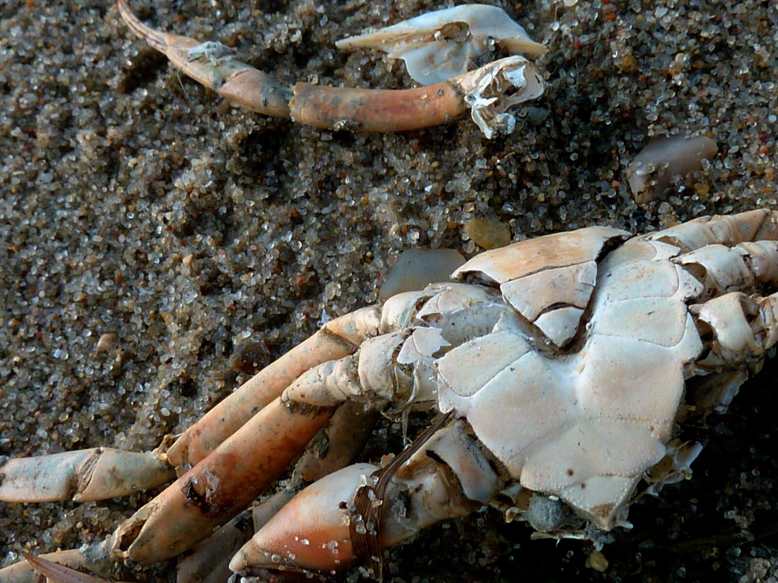 Panasonic DMC-TZ7 sample photo. Cancer panzer, cancer, shellfish photography
