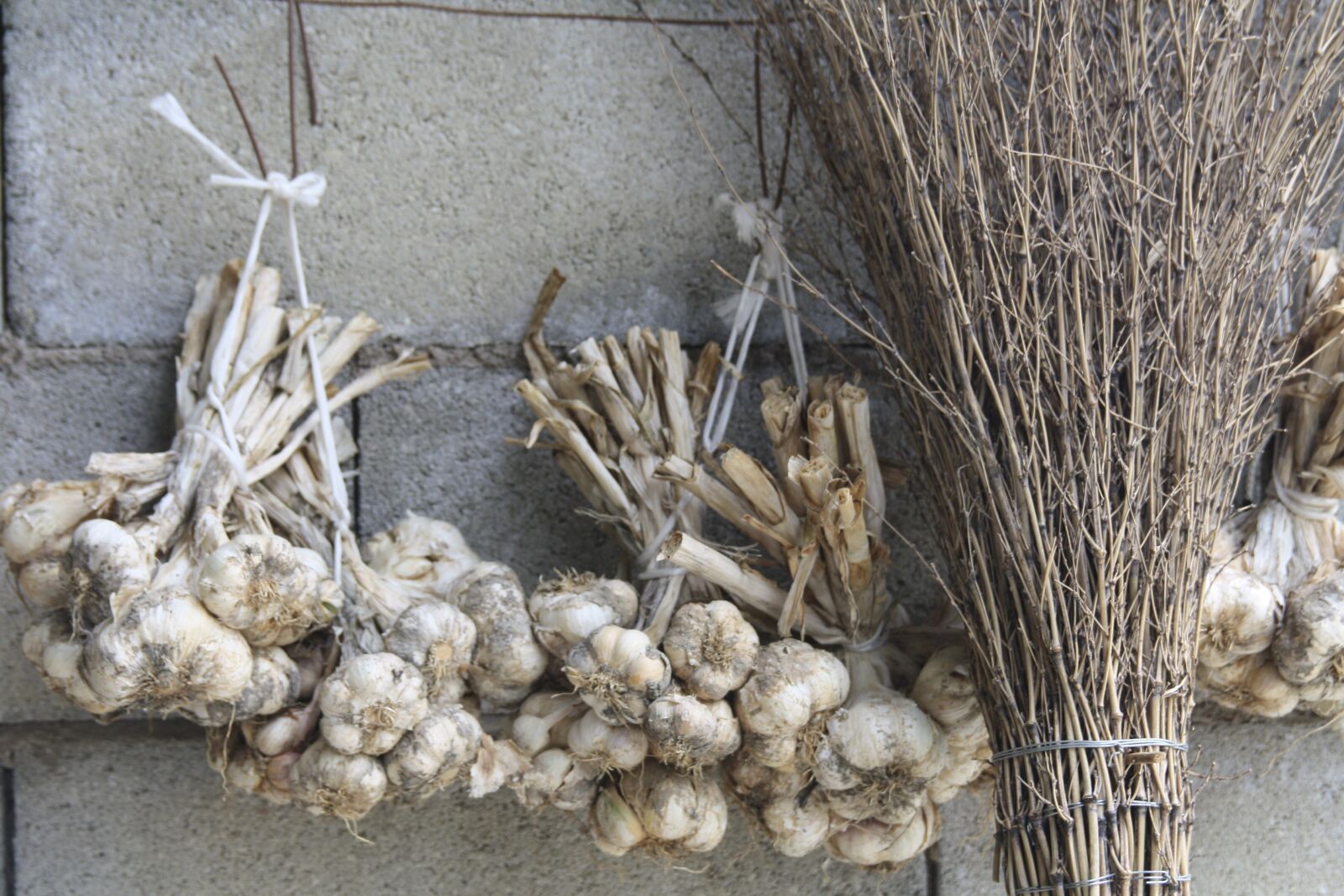 Canon EOS 1000D (EOS Digital Rebel XS / EOS Kiss F) sample photo. Garlic, campaign, bunch photography