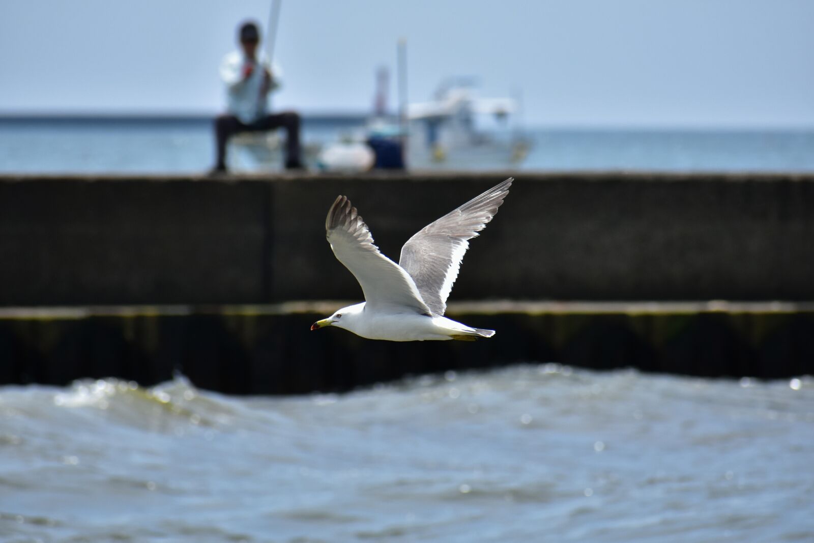 Nikon D7200 sample photo. Animal, sea, beach photography