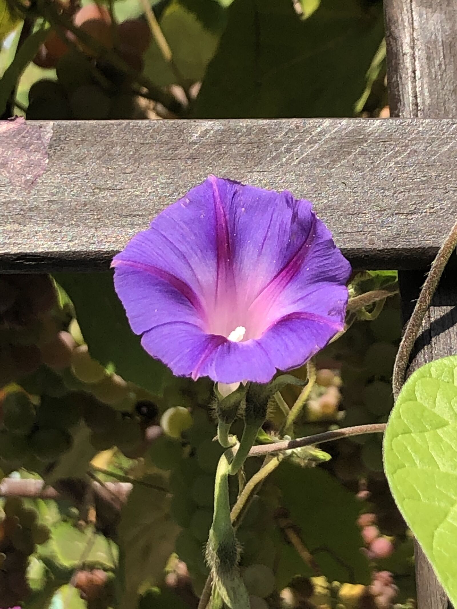 Apple iPhone 8 Plus sample photo. Morning glory, purple, garden photography