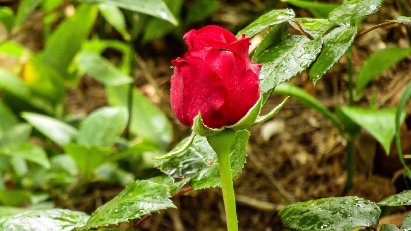 Canon PowerShot SX410 IS sample photo. Red rose, rosa, nature photography