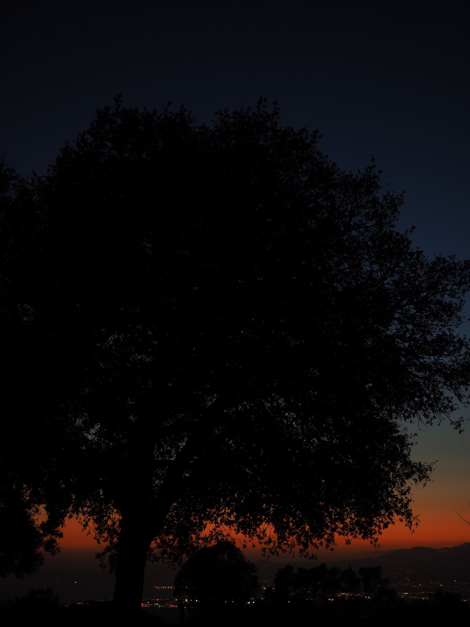 Olympus OM-D E-M1 + Olympus M.Zuiko Digital ED 12-40mm F2.8 Pro sample photo. Tree, sunset, at night photography