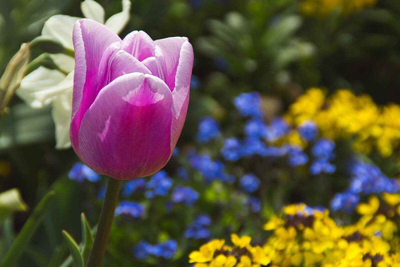 Canon EOS 100D (EOS Rebel SL1 / EOS Kiss X7) sample photo. Tulip, flower bed, spring photography