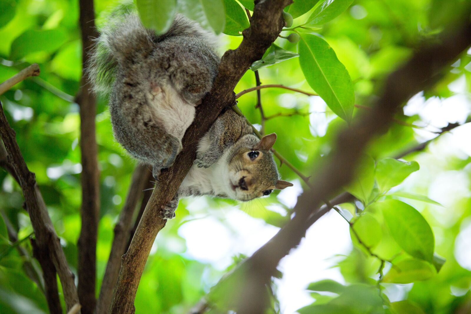 Canon EF 70-200mm F2.8L USM sample photo. Squirrel, forest, nature photography