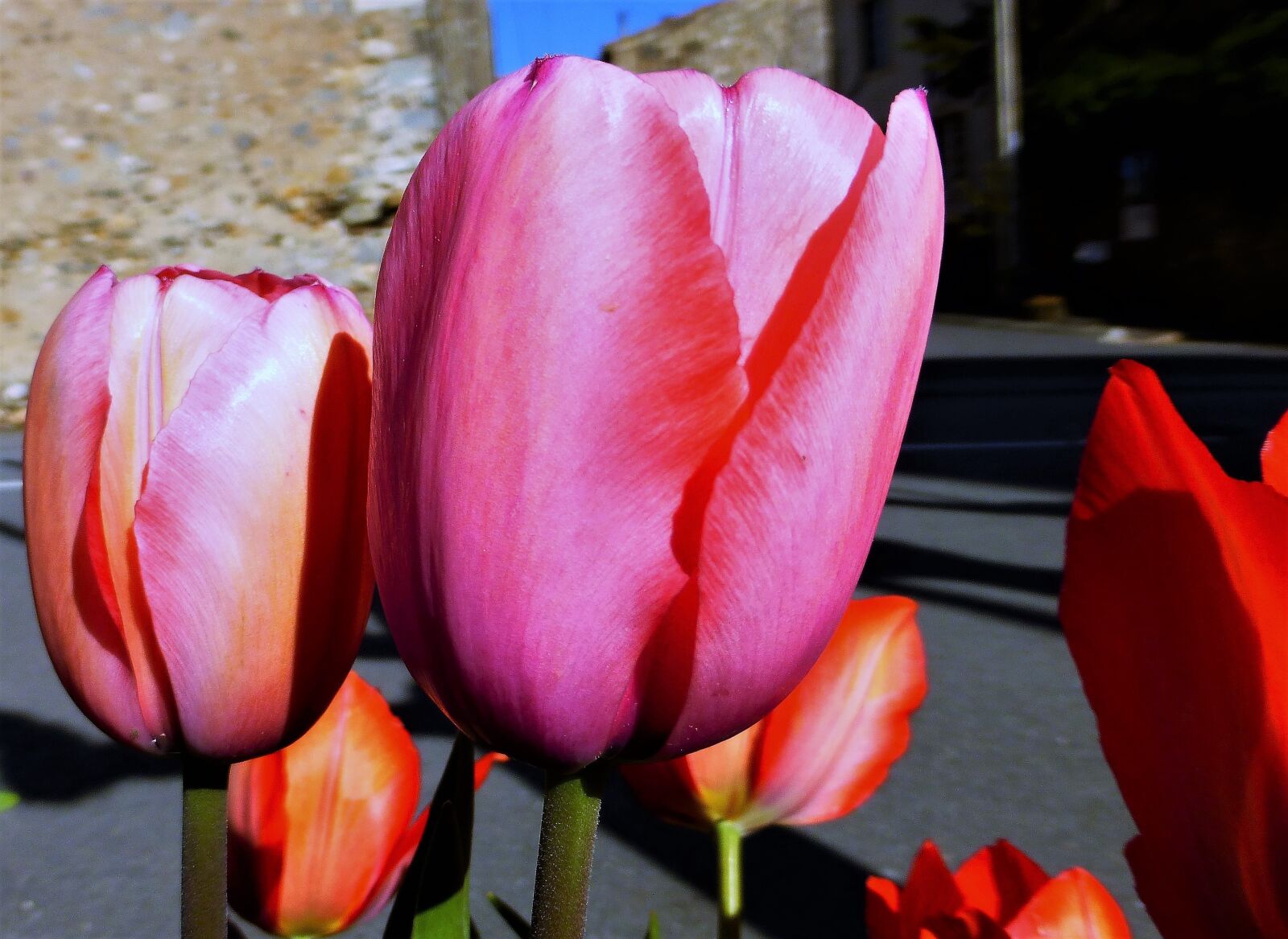 Panasonic Lumix DMC-ZS25 (Lumix DMC-TZ35) sample photo. Flower, tulip, nature photography