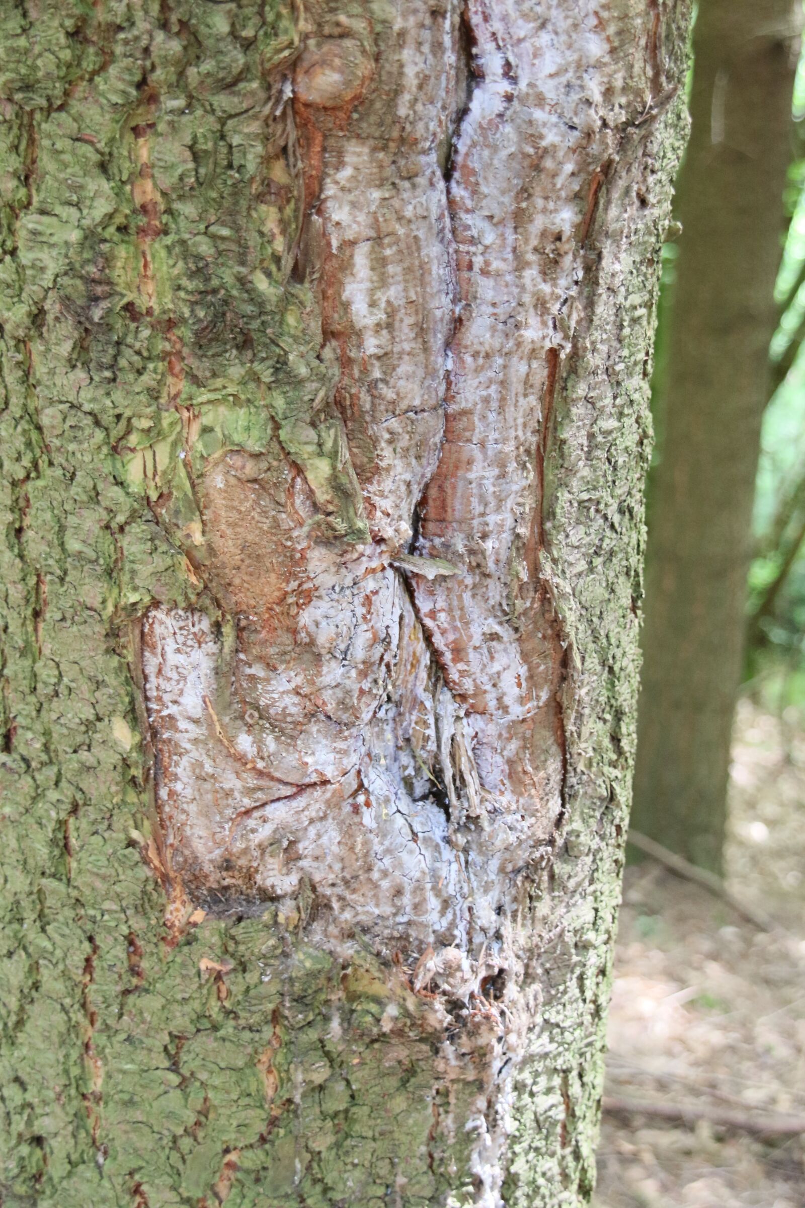Canon EOS 7D Mark II sample photo. Injury, tree, sap photography
