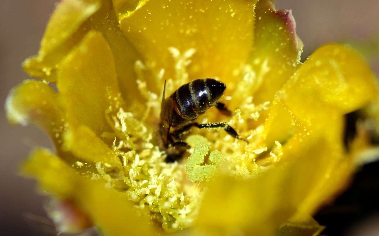 Nikon D3300 sample photo. Bee, prickly pear, cactus photography