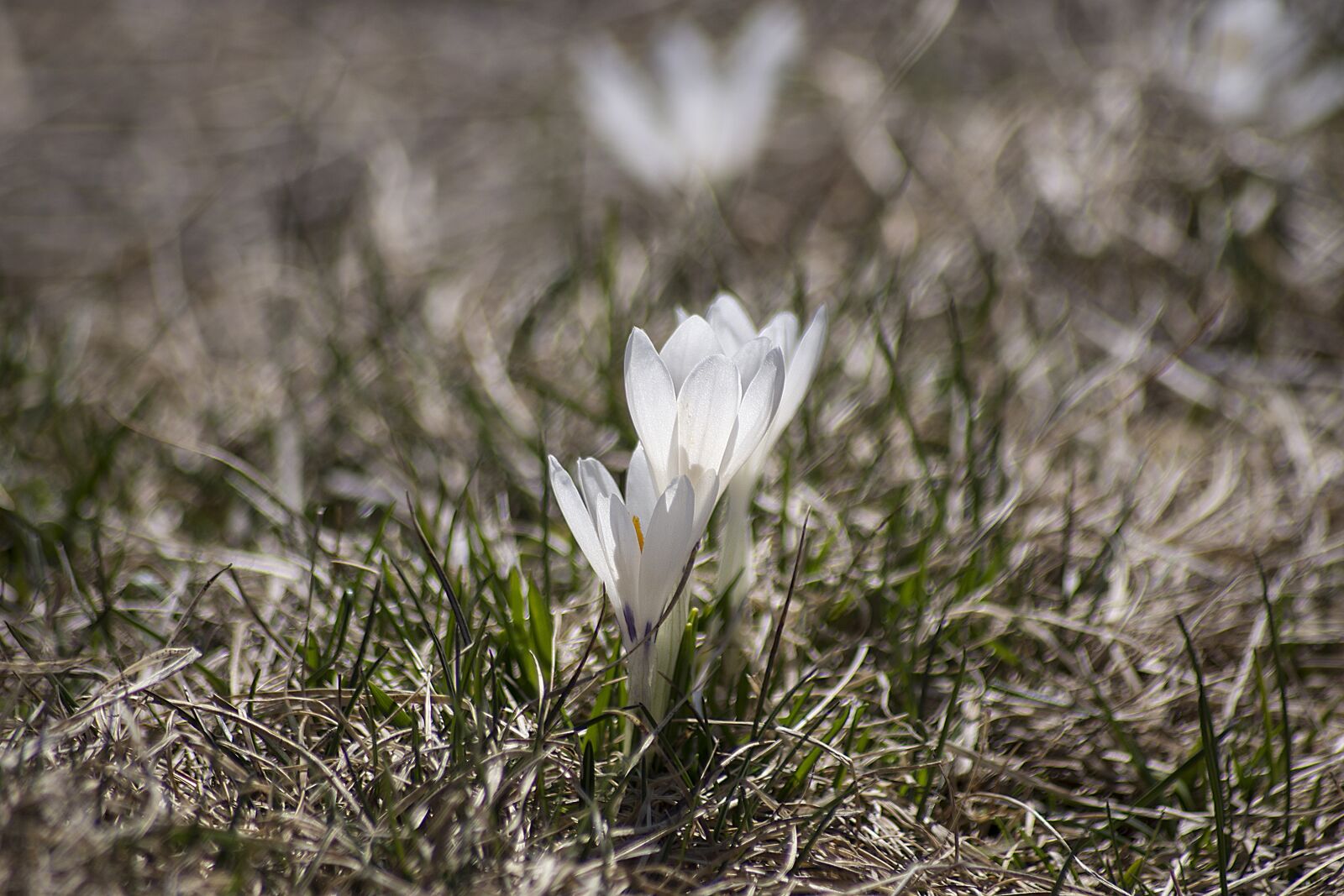 Nikon D7200 sample photo. Crocus, bloom, spring photography