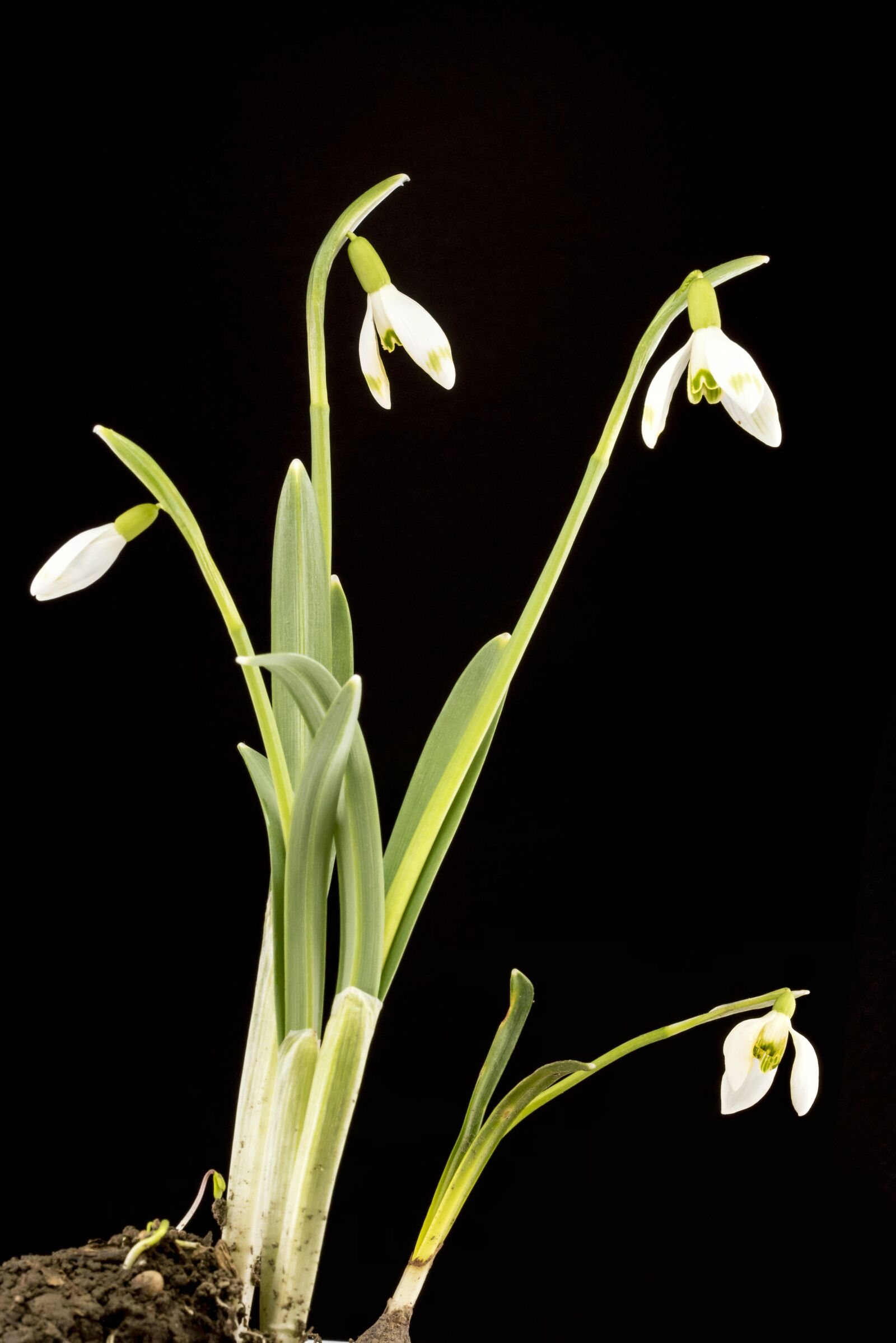 Nikon D750 sample photo. Vernal, flowers, flower photography