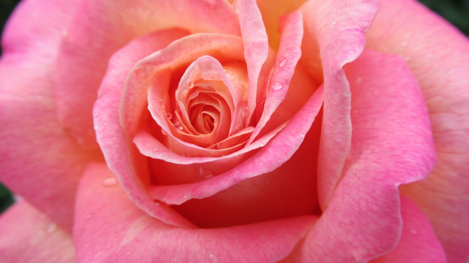 Canon PowerShot SX620 HS sample photo. Rose, flower, pink photography