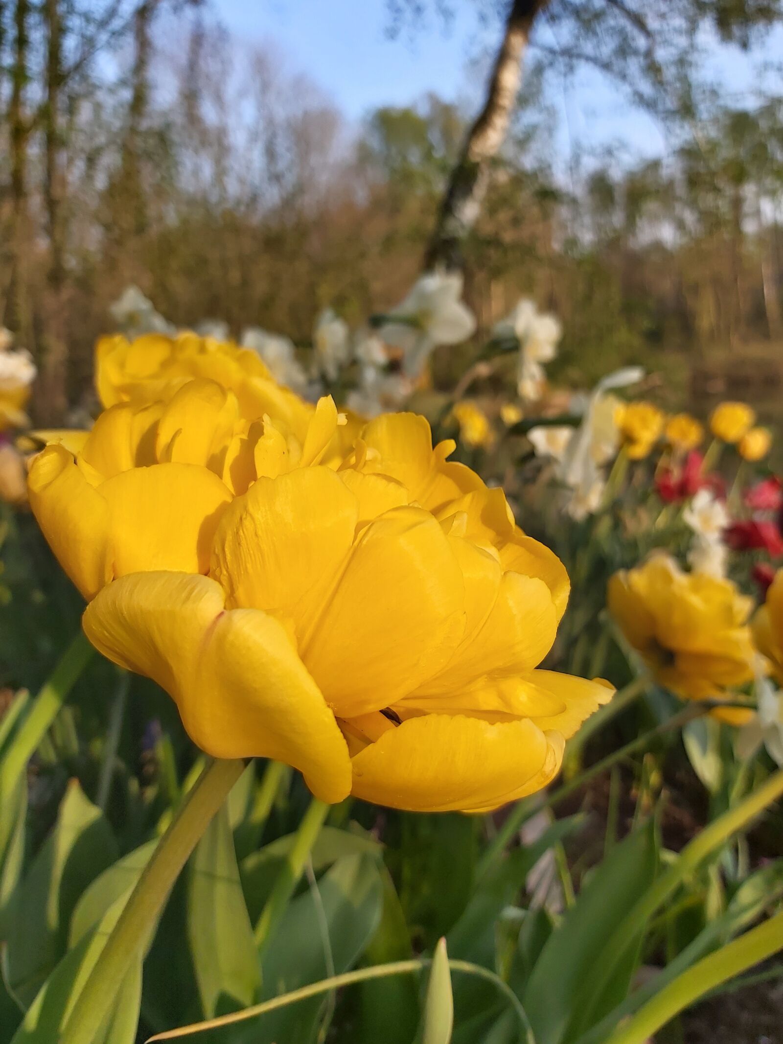 Samsung Galaxy A70 sample photo. Tulips, tulipa, spring flower photography