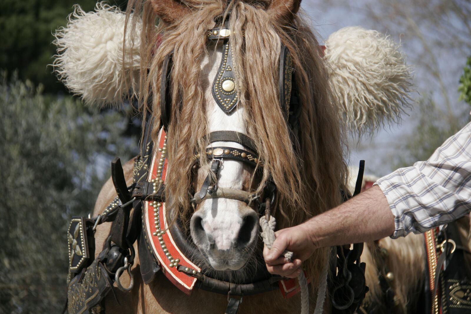 Canon EOS 20D sample photo. Horse, horse face, horsehair photography