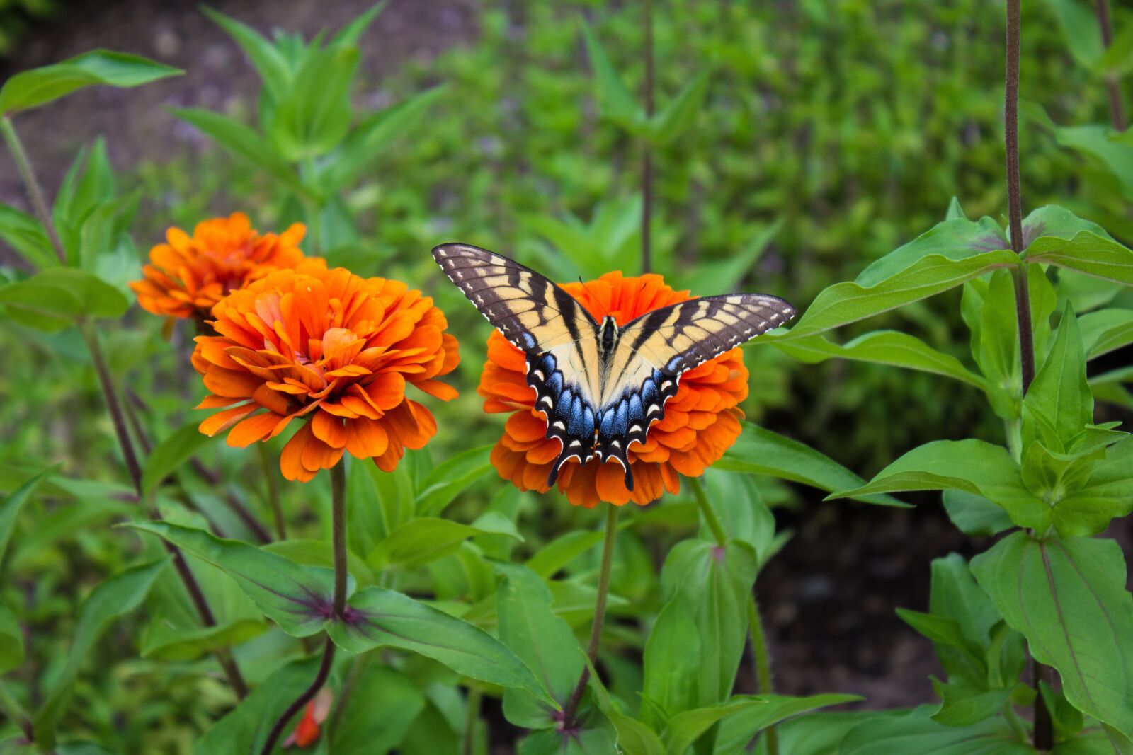 Canon EOS 1200D (EOS Rebel T5 / EOS Kiss X70 / EOS Hi) + Canon EF-S 18-55mm F3.5-5.6 IS II sample photo. Butterfly, flowers, insect photography