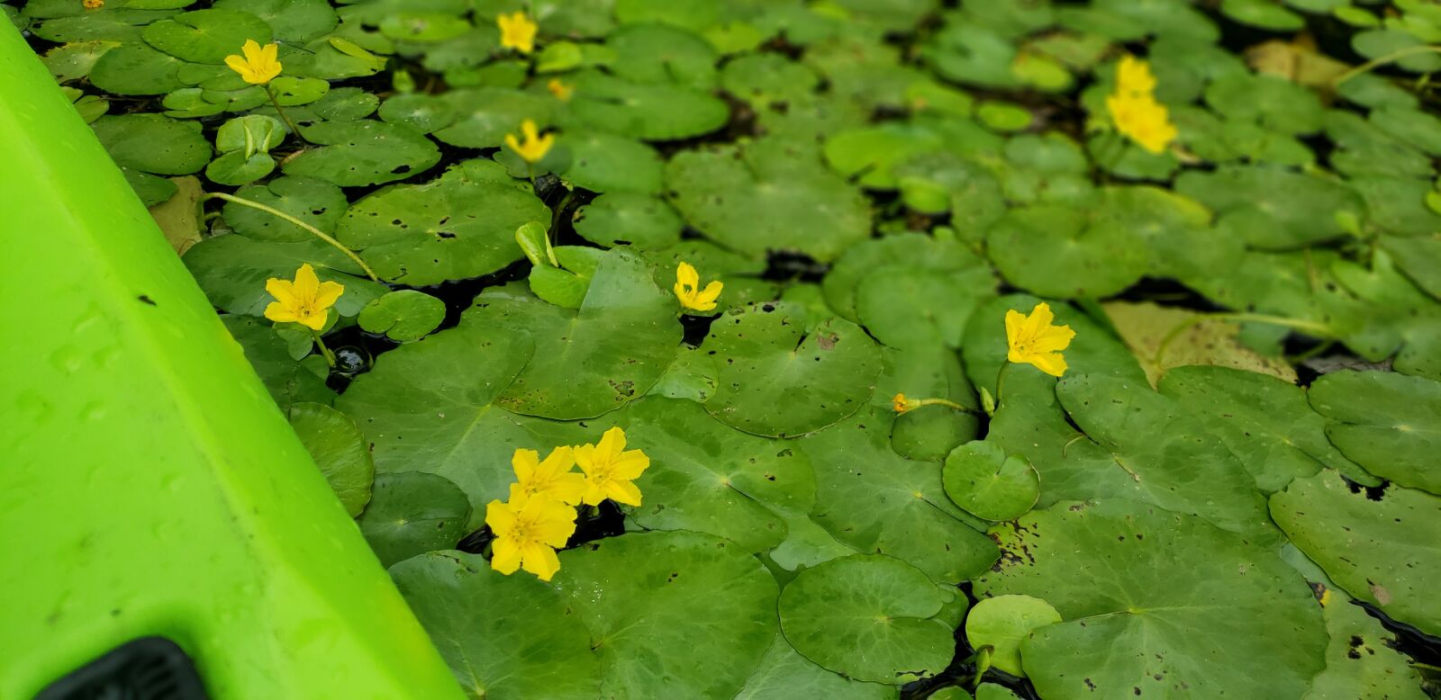 Samsung Galaxy S9 sample photo. Water lilies, kayak, yellow photography
