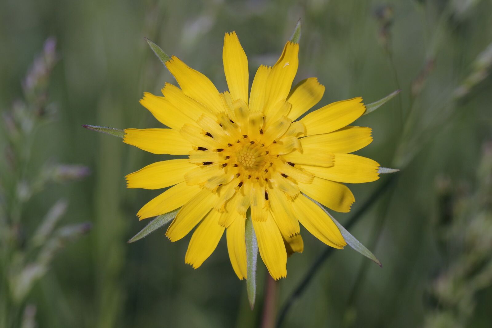 Pentax K-S2 sample photo. Yellow, flower, sharp photography