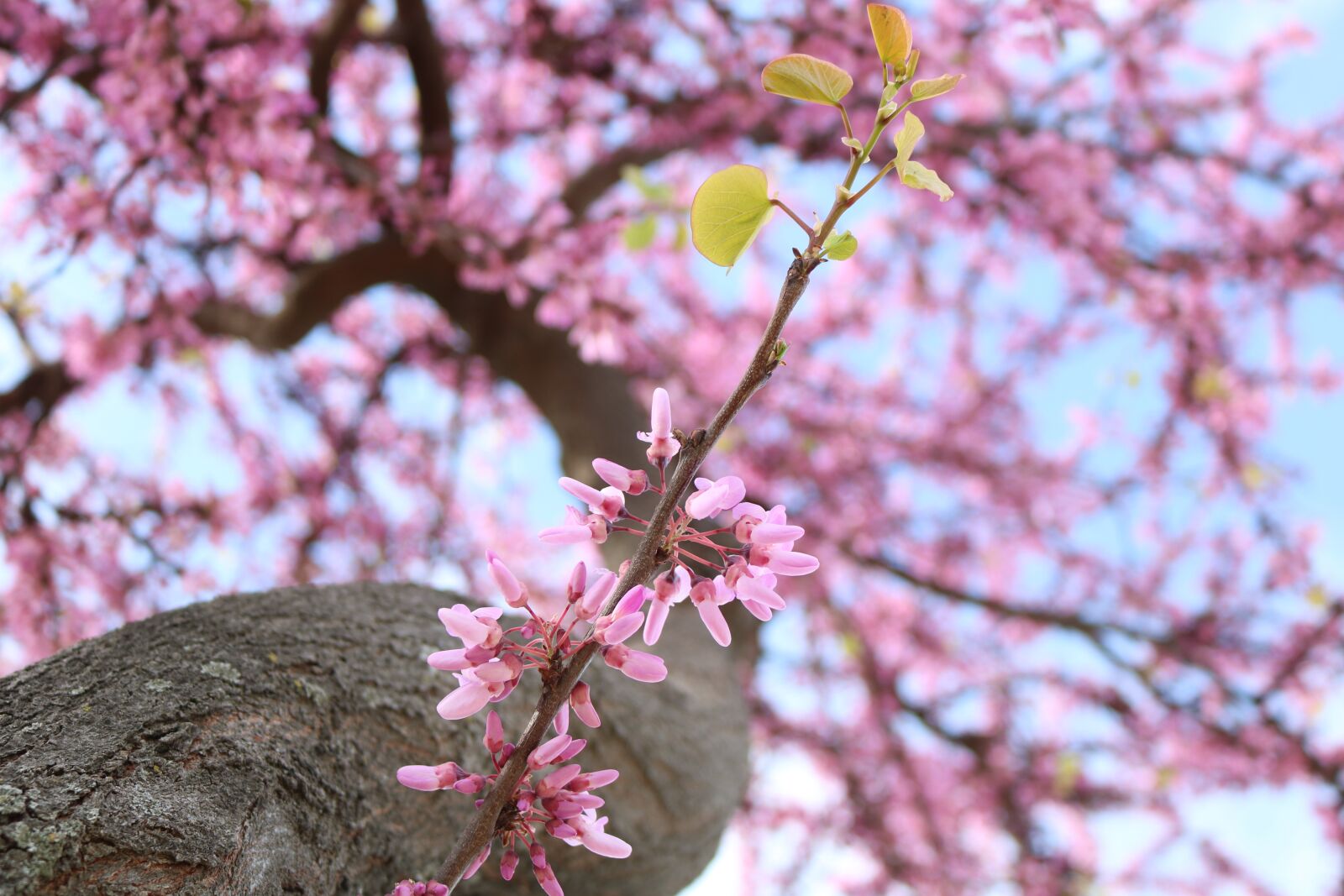 Canon EOS 750D (EOS Rebel T6i / EOS Kiss X8i) sample photo. Flowers, color, sky photography