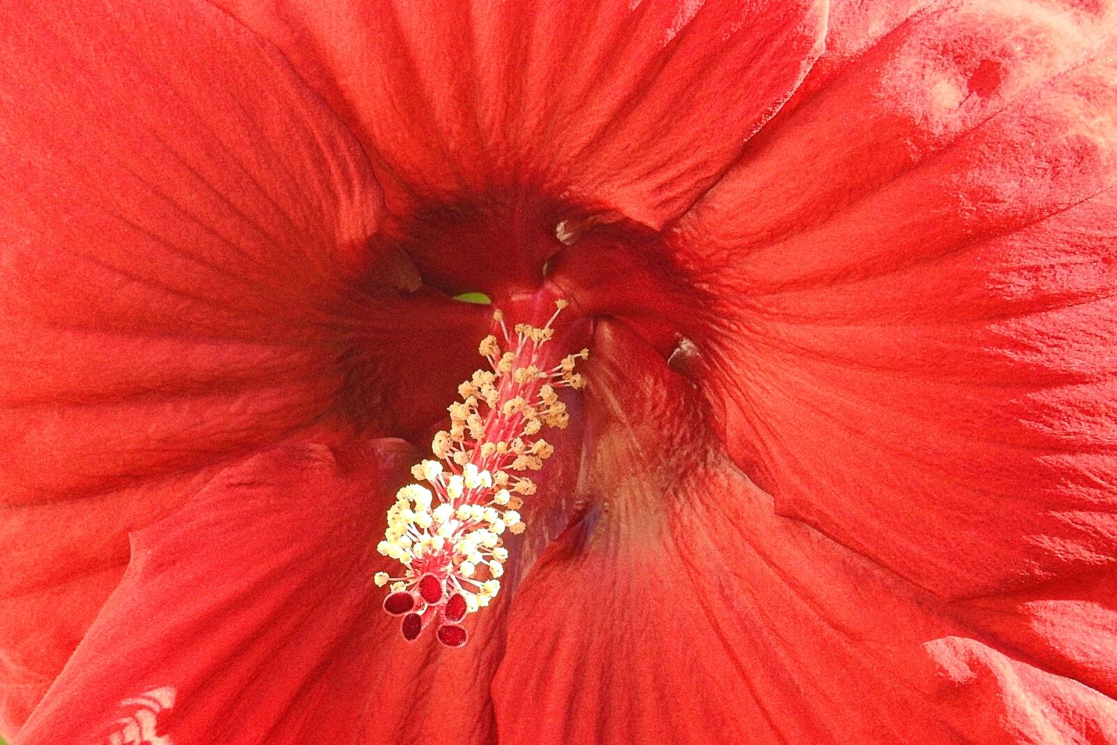 Nikon Coolpix P900 sample photo. Hibiscus flower, giant hibiscus photography