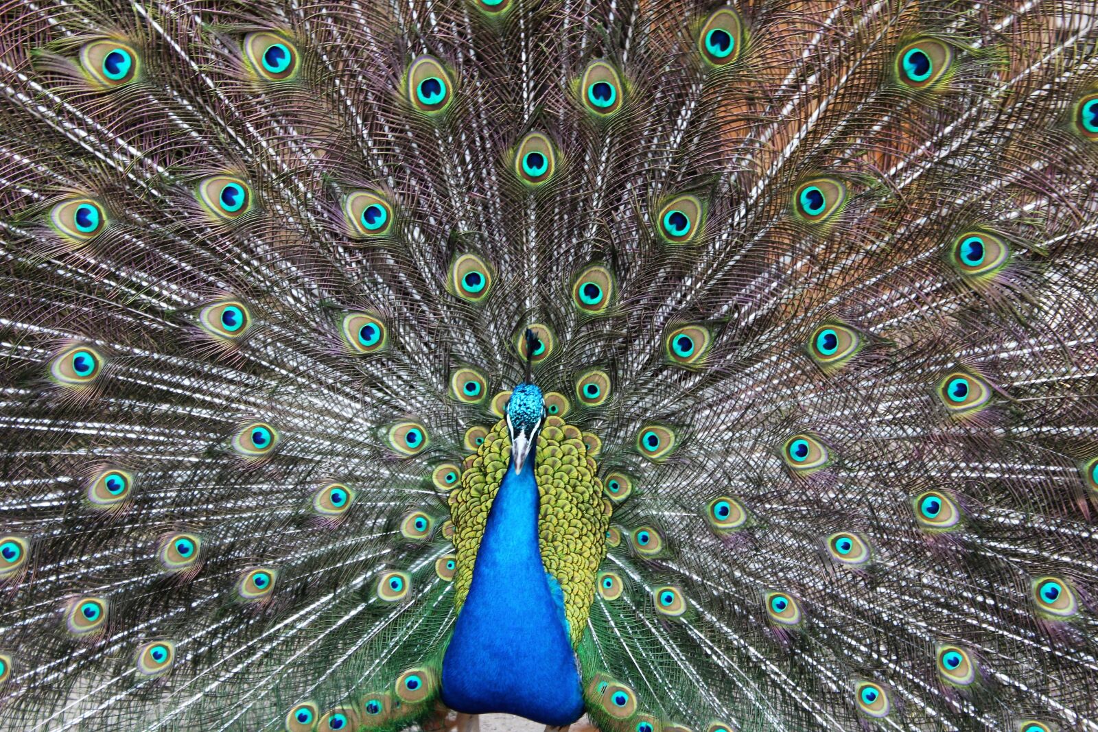 Canon EOS 1200D (EOS Rebel T5 / EOS Kiss X70 / EOS Hi) sample photo. Peacock, color, blue photography