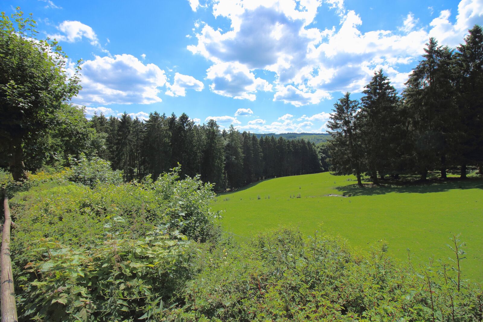 Canon EOS 700D (EOS Rebel T5i / EOS Kiss X7i) sample photo. Eifel, sky, forest photography