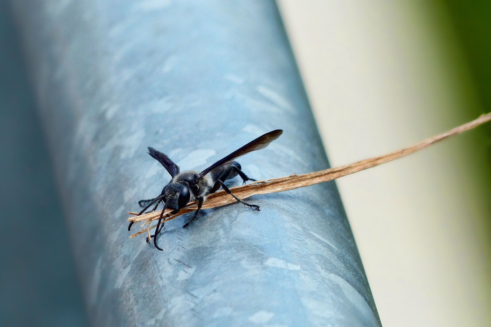 Panasonic Lumix DMC-FZ200 sample photo. Insect, nature, wasp photography