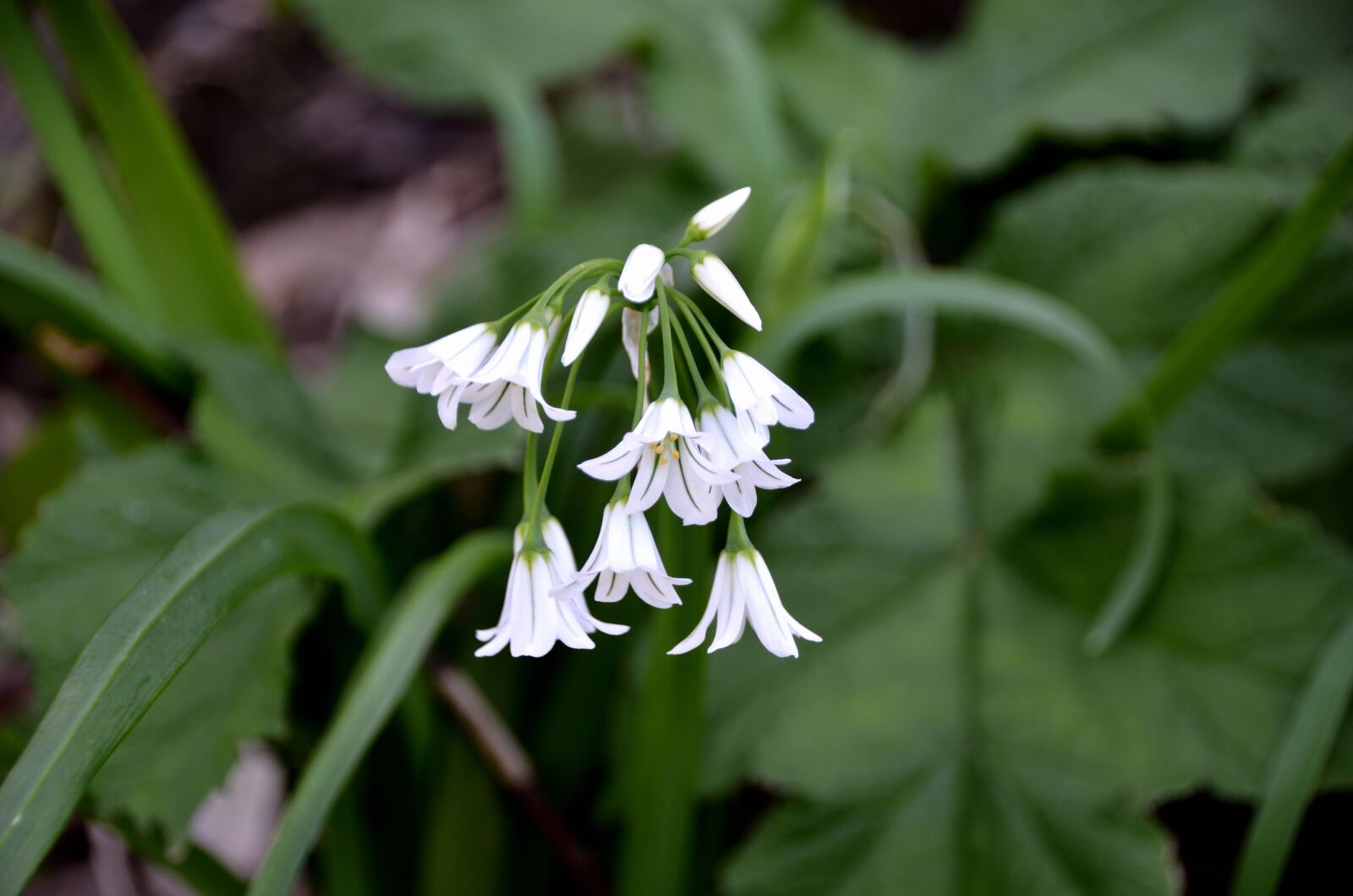 Nikon D5100 sample photo. Flowers, perce-neige, spring photography