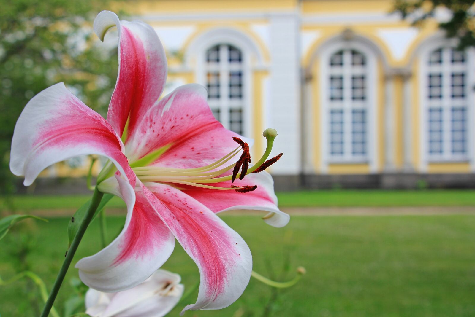 Canon EOS 550D (EOS Rebel T2i / EOS Kiss X4) sample photo. Lily, flower, lilies photography