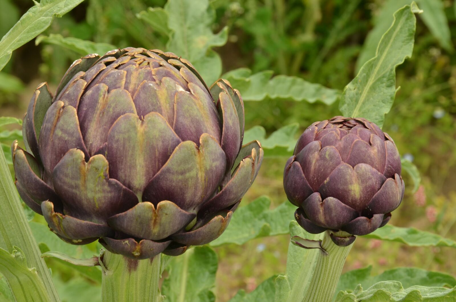 Nikon D7000 sample photo. Artichoke, vegetable, purple photography