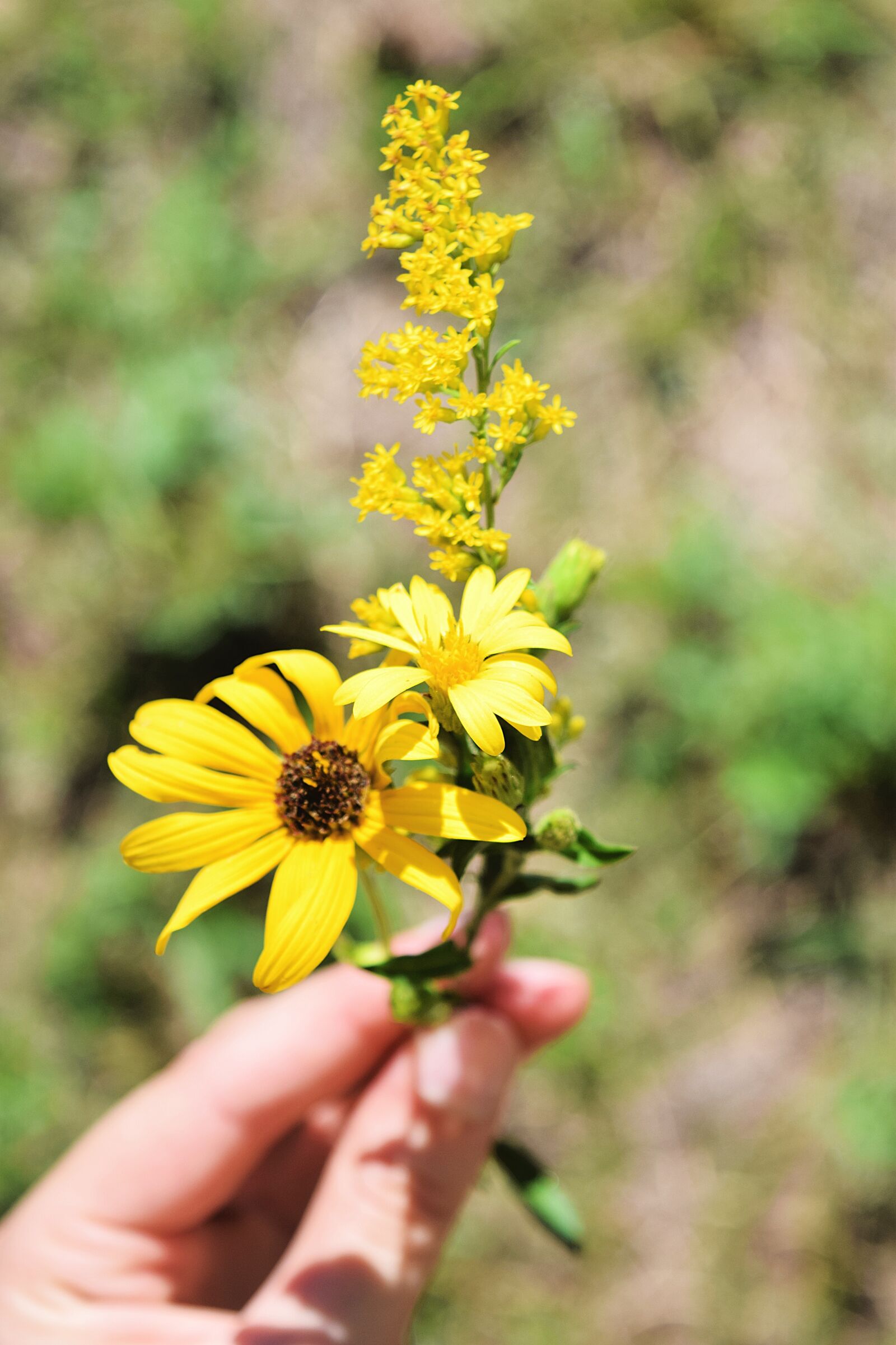 Nikon D3300 sample photo. Goldenrod, black eyed susan photography