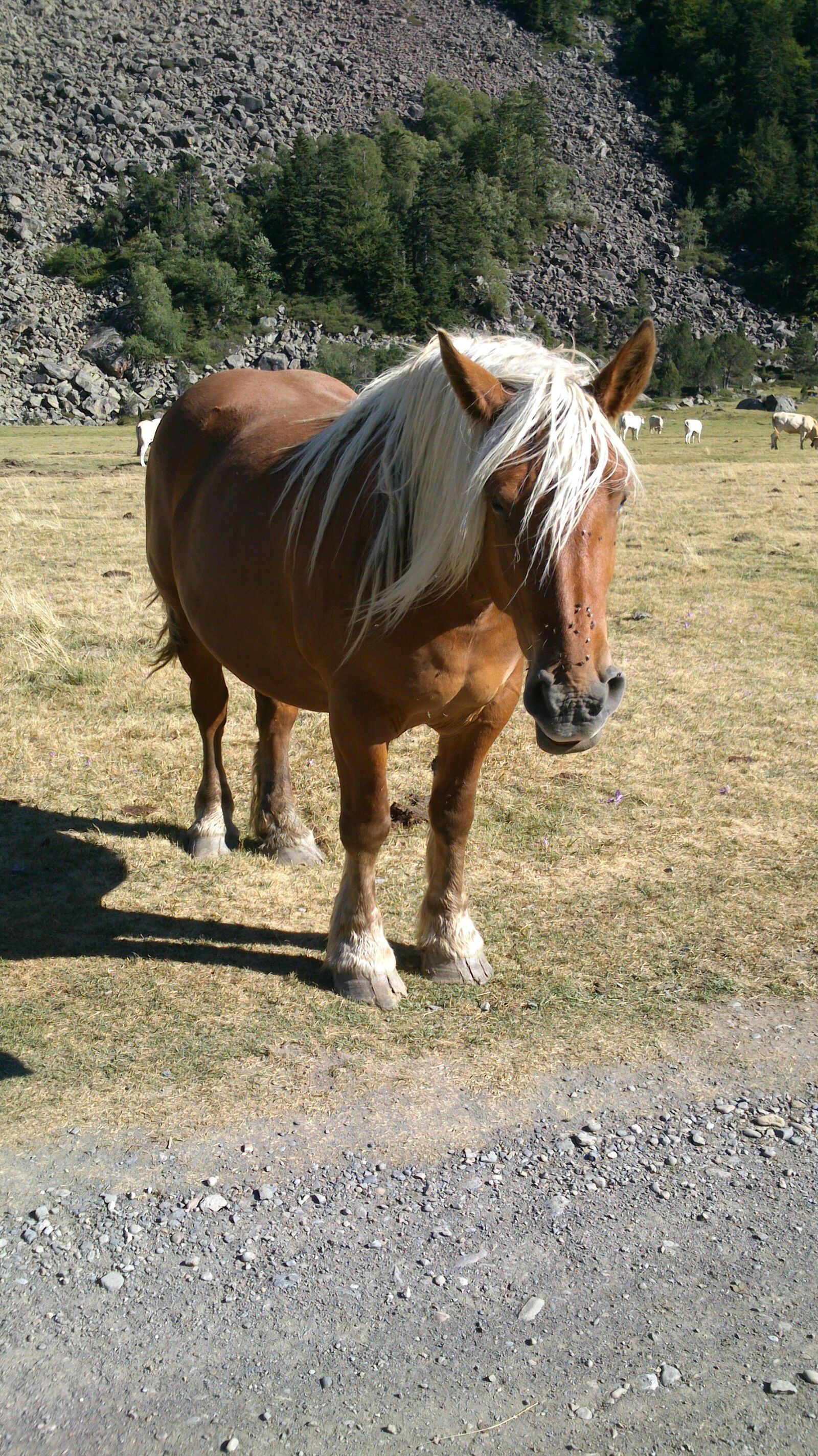 Sony Ericsson Xperia P sample photo. Horse, mountain, hiking photography
