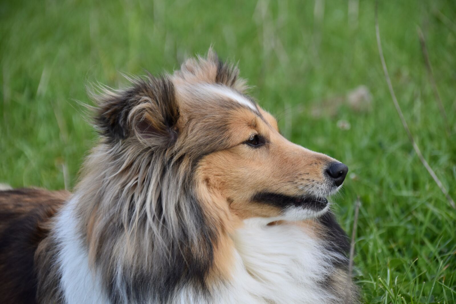 Nikon D5600 sample photo. Dog, bitch, dog portrait photography