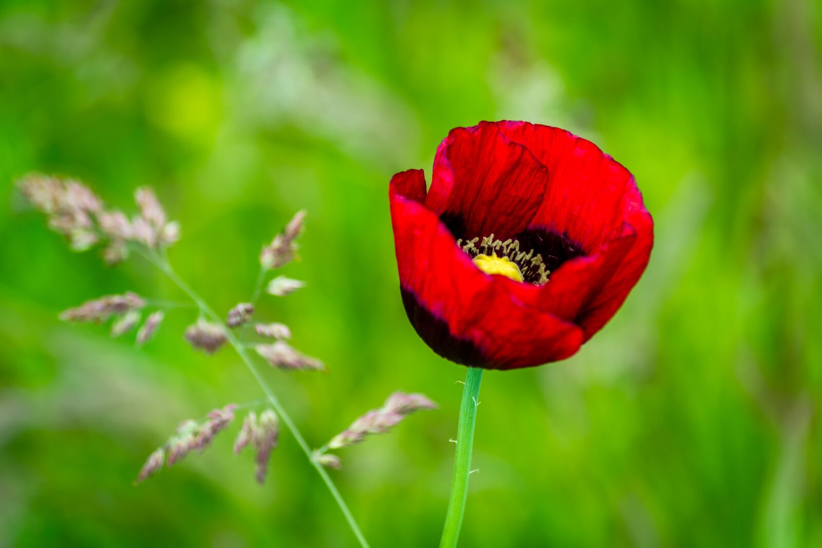 Nikon D7100 sample photo. Poppy, flower, nature photography