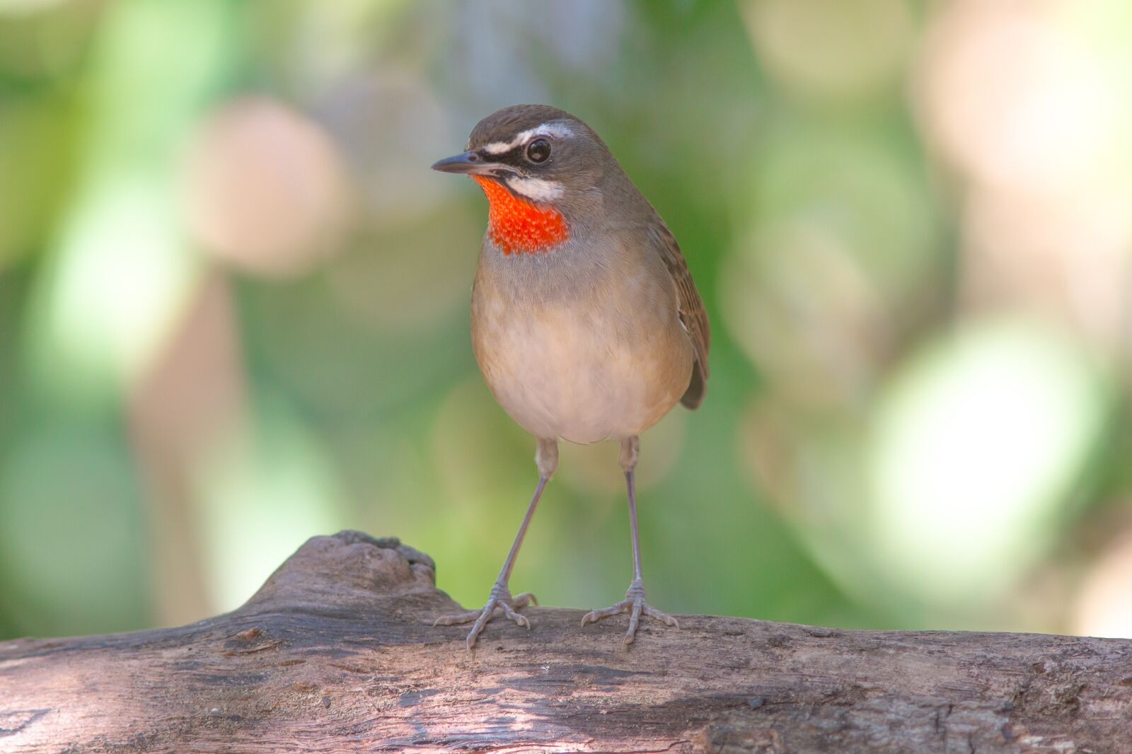 Canon EF 300mm F4L IS USM sample photo. Deep ruby, nature, birds photography