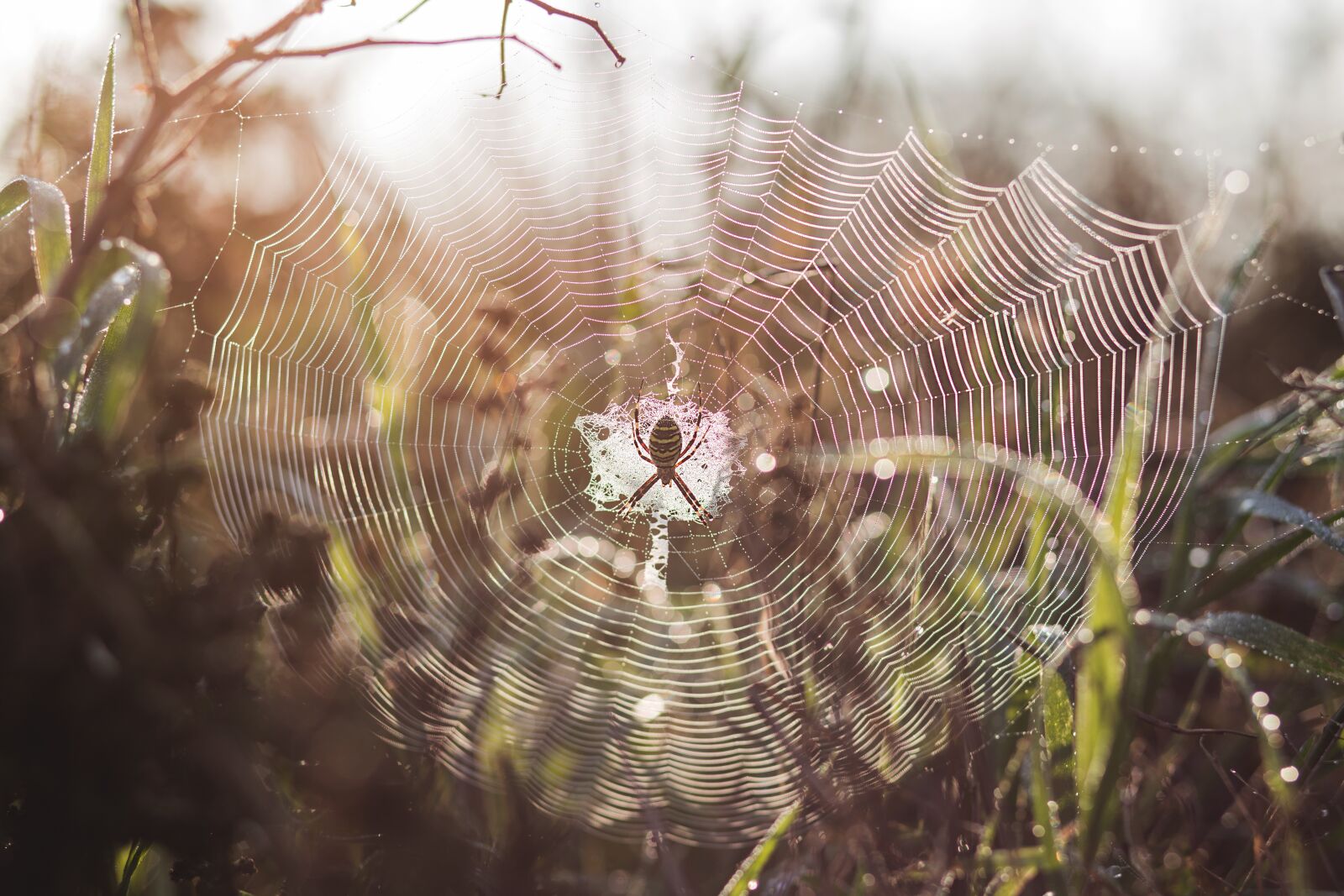 Canon EF 85mm F1.8 USM sample photo. Nature, animal, arachnid photography