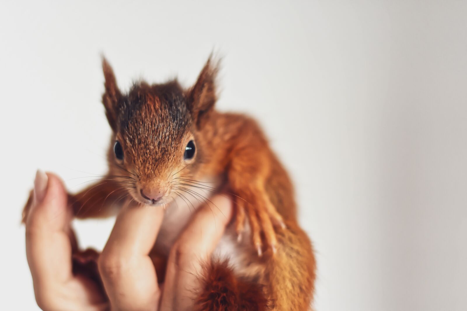Nikon D7200 sample photo. Squirrel, baby, young animal photography