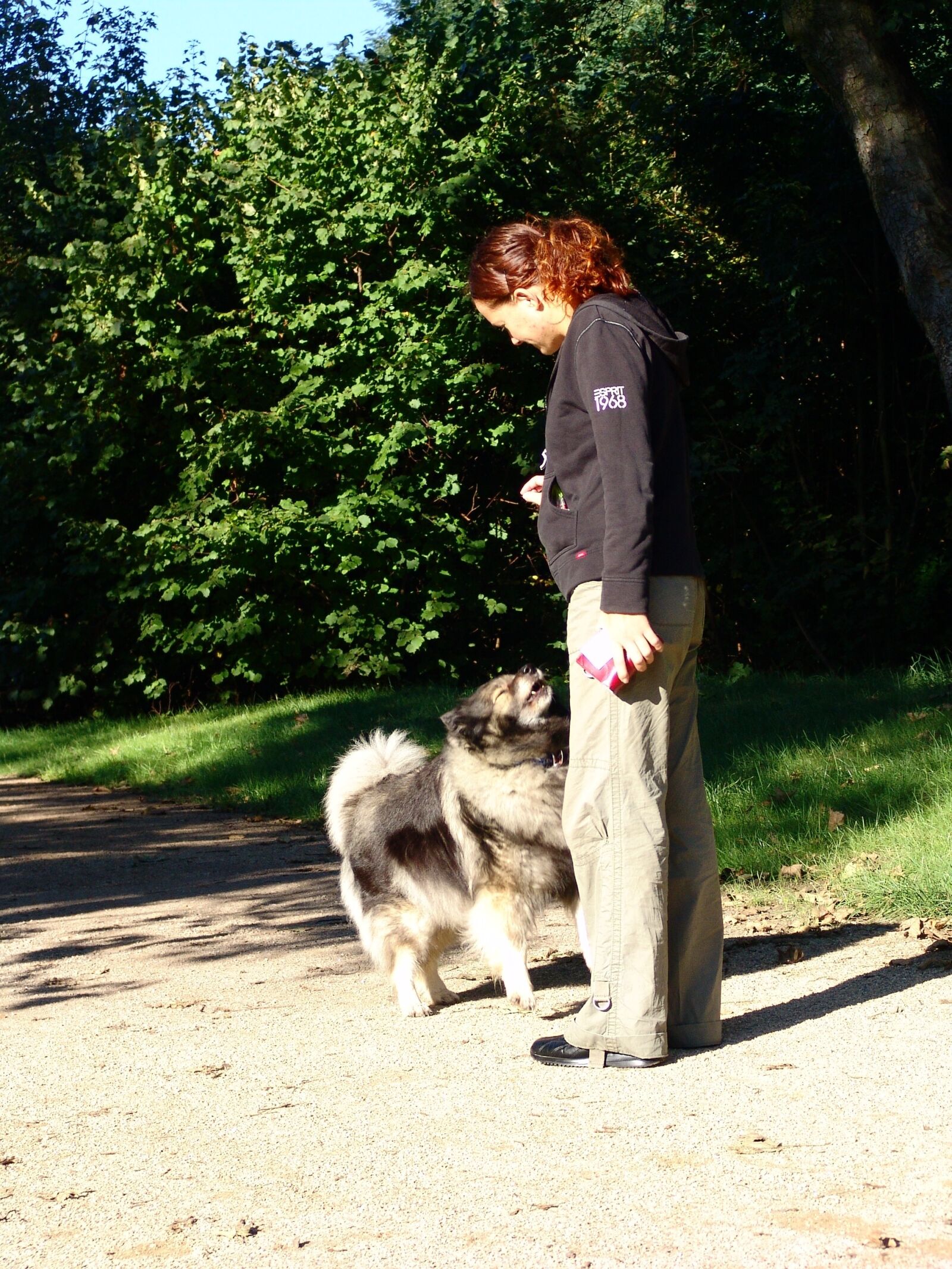 Sony DSC-F828 sample photo. Dog, educate, education photography