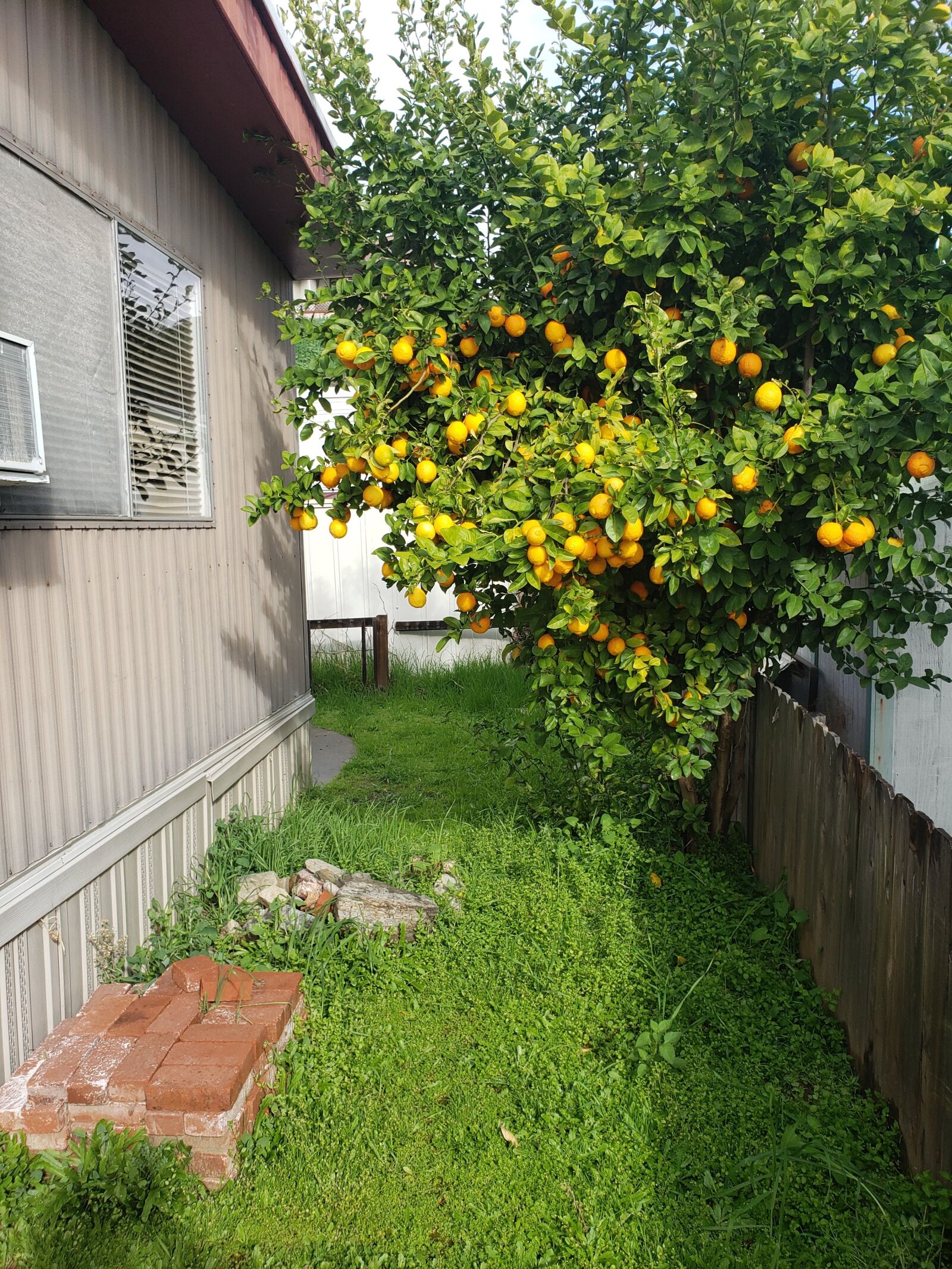 Samsung Galaxy Note9 sample photo. Orange, backyard, bricks photography