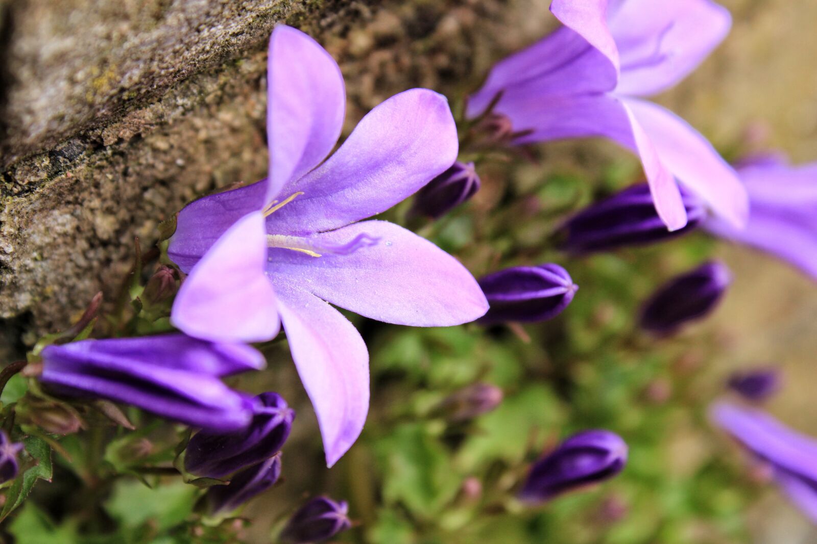 Canon EOS 2000D (EOS Rebel T7 / EOS Kiss X90 / EOS 1500D) sample photo. Flower, bluebell, blue star photography