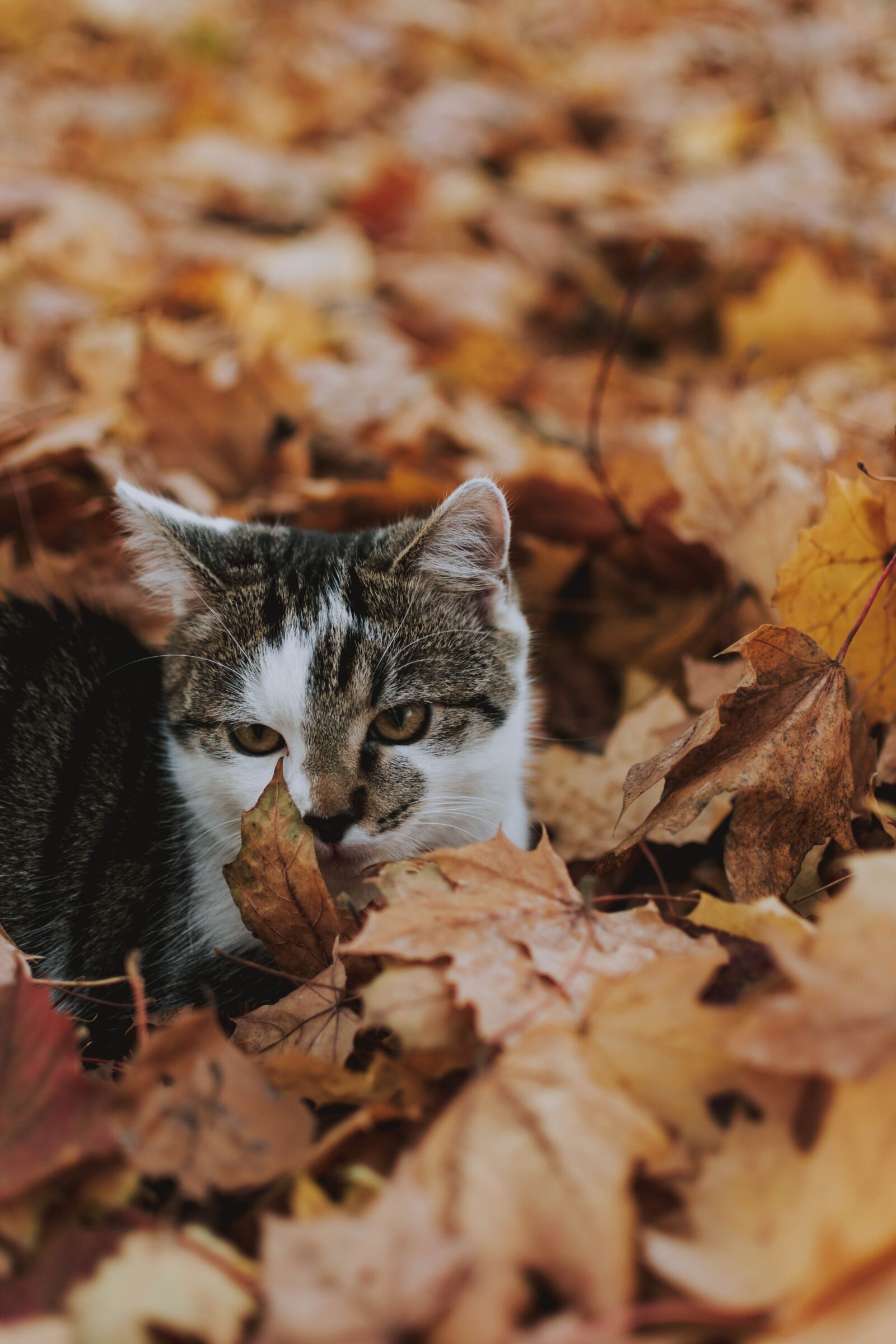 Nikon D5200 sample photo. Cat, leaves, nature photography