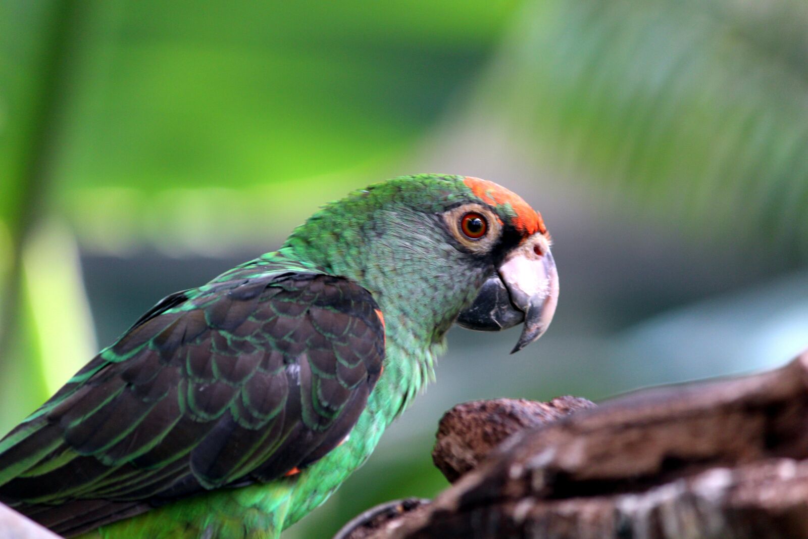 Canon EOS 650D (EOS Rebel T4i / EOS Kiss X6i) sample photo. Parrot, bird park, bird photography