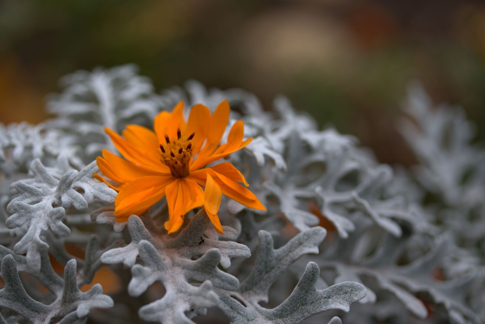 Canon EF-S 60mm F2.8 Macro USM sample photo. Flower, orange, plant photography