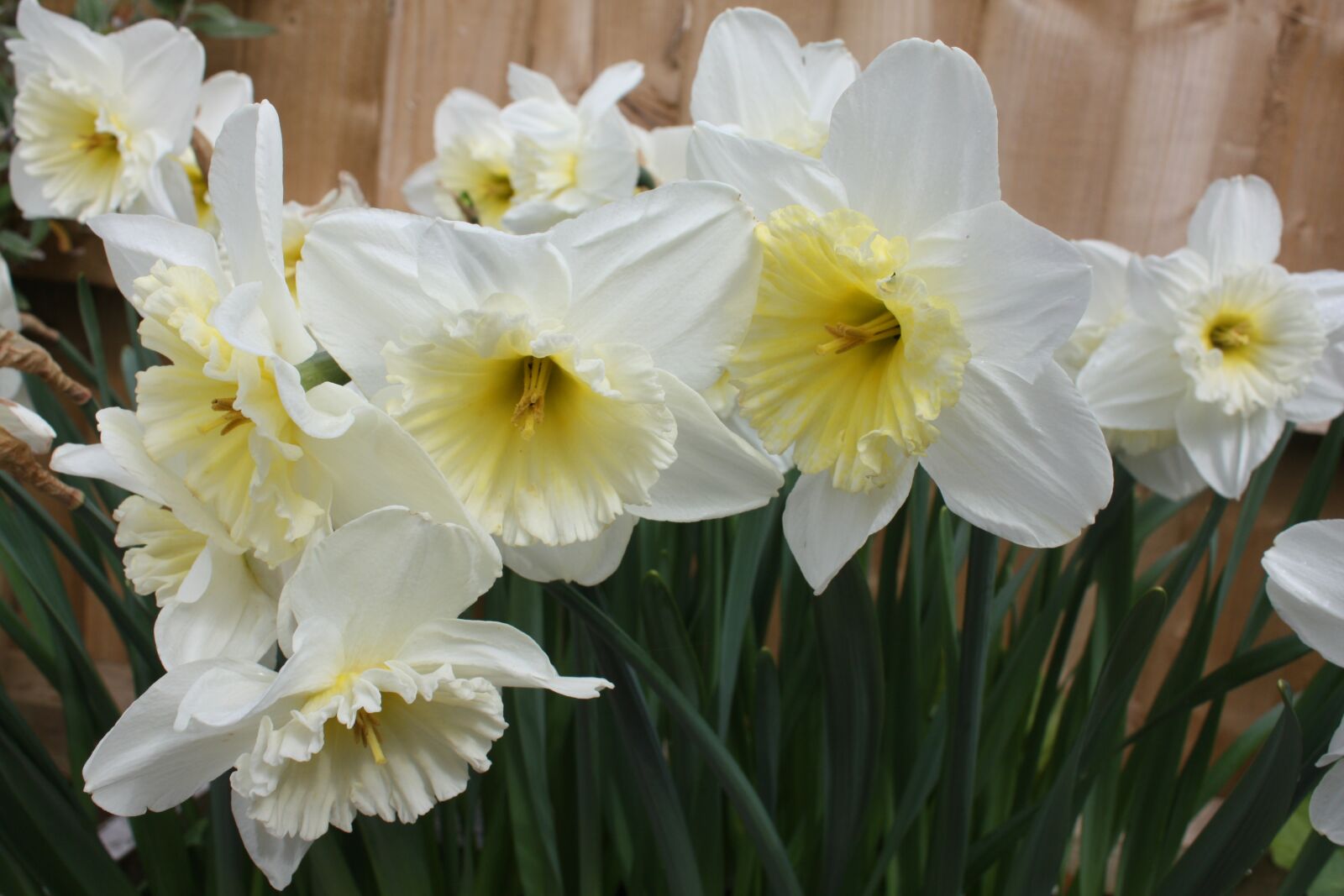 Canon EOS 450D (EOS Rebel XSi / EOS Kiss X2) sample photo. Daffodil, narcissus, amaryllidaceae photography